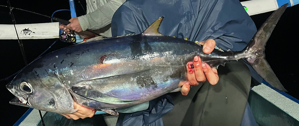 Bigeye tuna (Thunnus obesus)