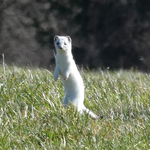 Hermelin observed by patrick_deutschland
