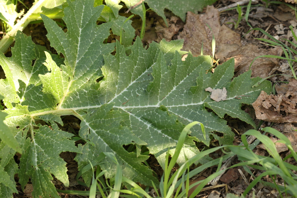 Cynara syriaca; photograph (c) Chaym Turak, some rights reserved (CC BY-SA)