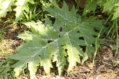 (c) Chaym Turak, some rights reserved (CC BY-SA) Cynara syriaca, photograph (c) Chaym Turak, some rights reserved (CC BY-SA)