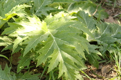 (c) Chaym Turak, some rights reserved (CC BY-SA) Cynara syriaca, photograph (c) Chaym Turak, some rights reserved (CC BY-SA)