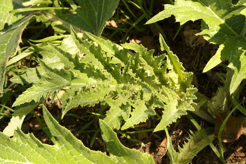 Cynara syriaca, photograph 4