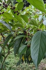 Rhamnus formosana, photograph (c) 許文俊, some rights reserved (CC BY-SA)