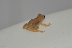 Afrixalus septentrionalis
