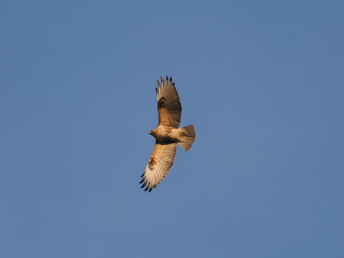 Eastern Buzzard