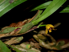 Maxillaria variabilis