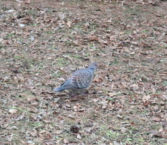 Streptopelia orientalis