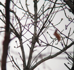 Emberiza rustica