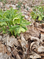 Helleborus dumetorum, photograph author not stated, no rights reserved