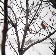 Emberiza rustica