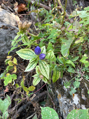 Closed Bottle Gentian (Gentiana andrewsii)