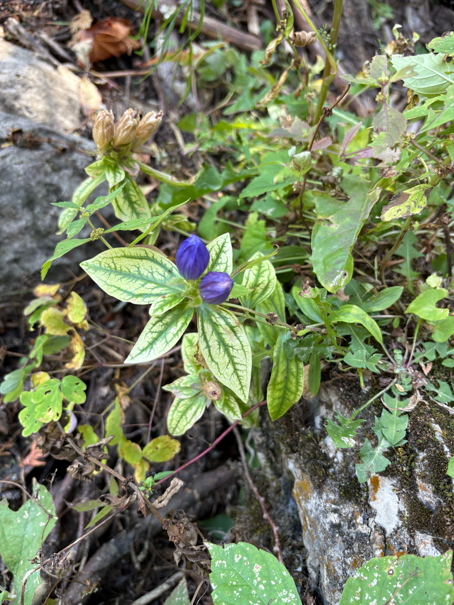 Closed Bottle Gentian (Gentiana andrewsii)