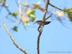 Chrysuronia coeruleogularis