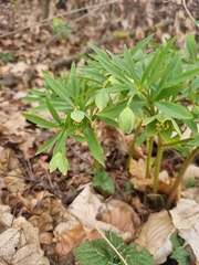 Helleborus dumetorum, photograph author not stated, no rights reserved