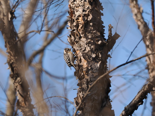 Japanese Pygmy Woodpecker