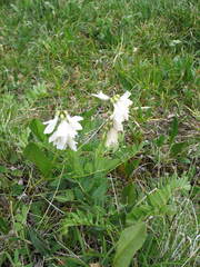 Hedysarum consanguineum