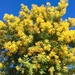 Acacia dealbata - Photo (c) osoandino,  זכויות יוצרים חלקיות (CC BY-NC), uploaded by osoandino
