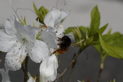 Bombus bicoloratus