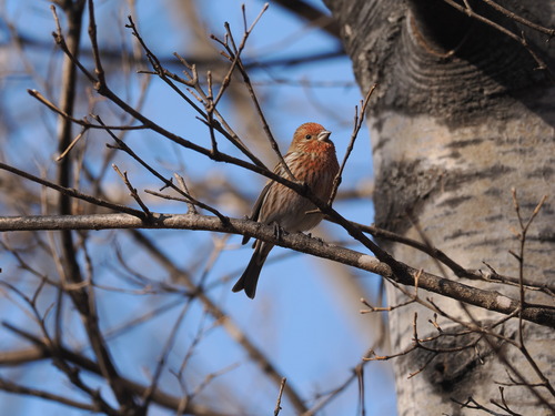 Pallas's Rosefinch