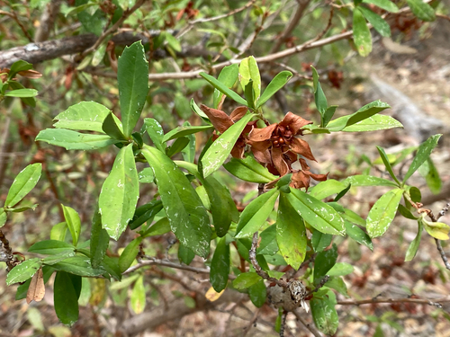 Cutleaf Hibbertia (Hibbertia cuneiformis)