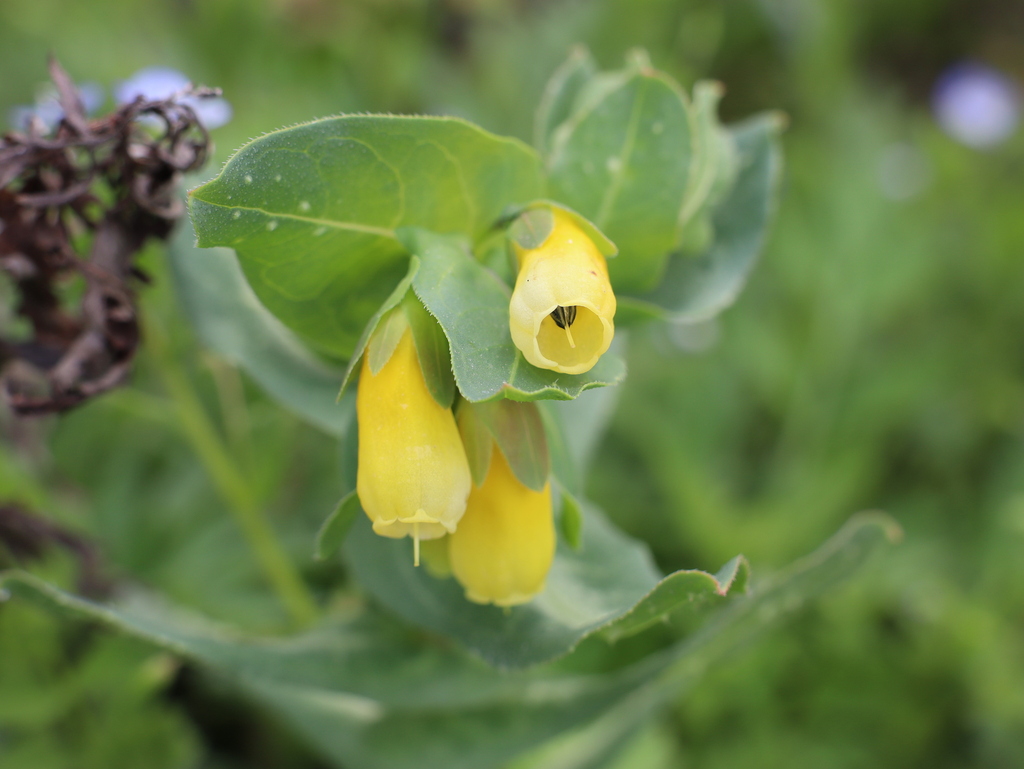 Cerinthe major, Province of Pisa, Italy