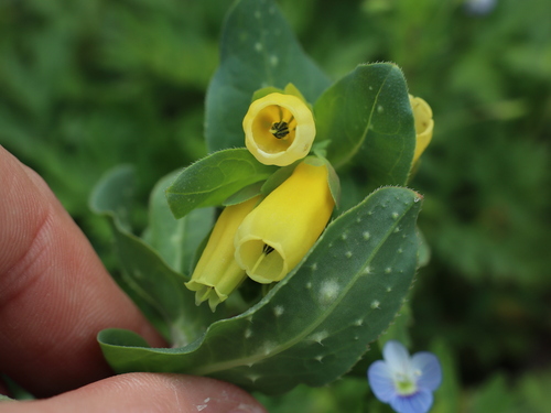 Cerinthe major