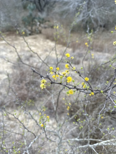 Huisachillo (Vachellia bravoensis)
