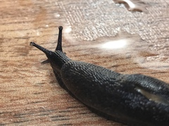 Parmarion