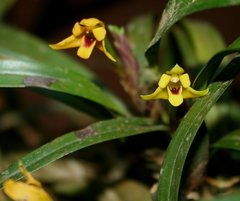 Maxillaria variabilis