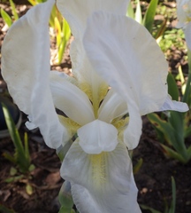 Iris albicans