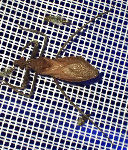 Kodormus bruneosus