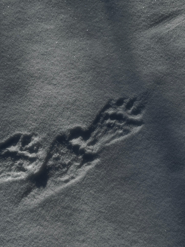 Fisher observed by sdelyea