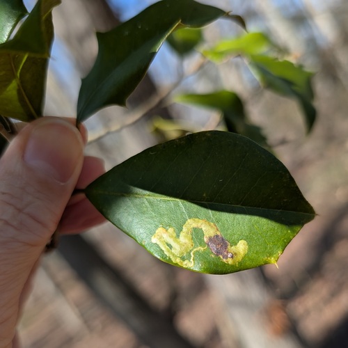 Unknown species found near Chase, Middle River, MD 21220, USA
