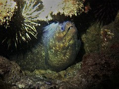 Gymnothorax pseudothyrsoideus