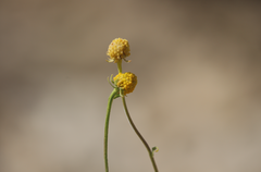 Helenium glaucum