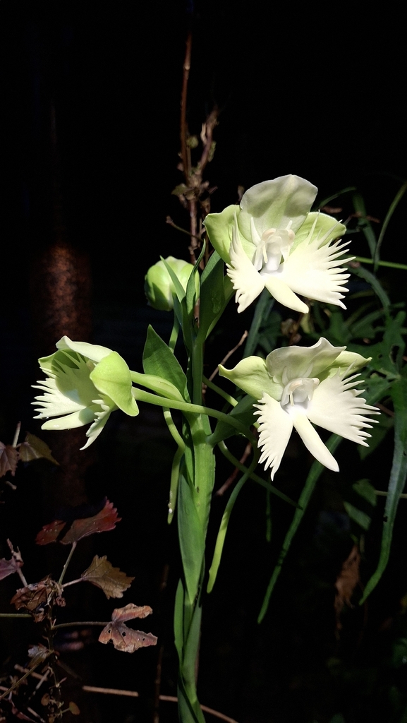 Lady Susan's Orchid (Pecteilis susannae)