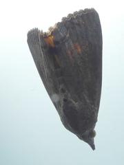 Hypocalinae