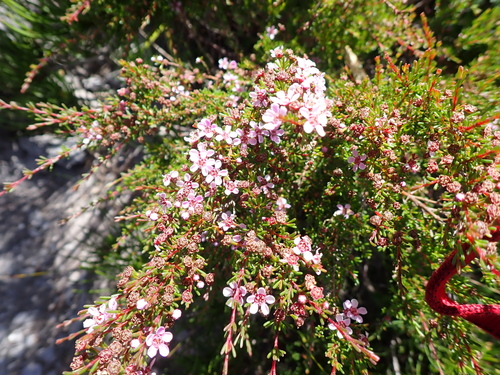 Astartea montana (Astartea montana)