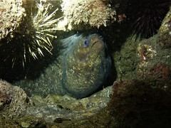 Gymnothorax pseudothyrsoideus