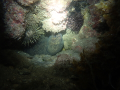 Gymnothorax pseudothyrsoideus