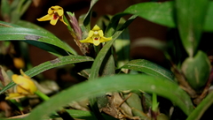 Maxillaria variabilis