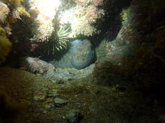 Gymnothorax pseudothyrsoideus