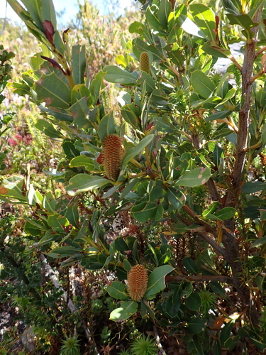 mountain banksia (Banksia oreophila)