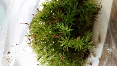 Atrichum altecristatum