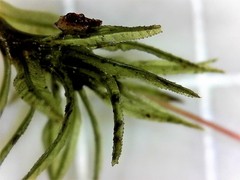 Atrichum altecristatum