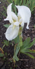 Iris albicans
