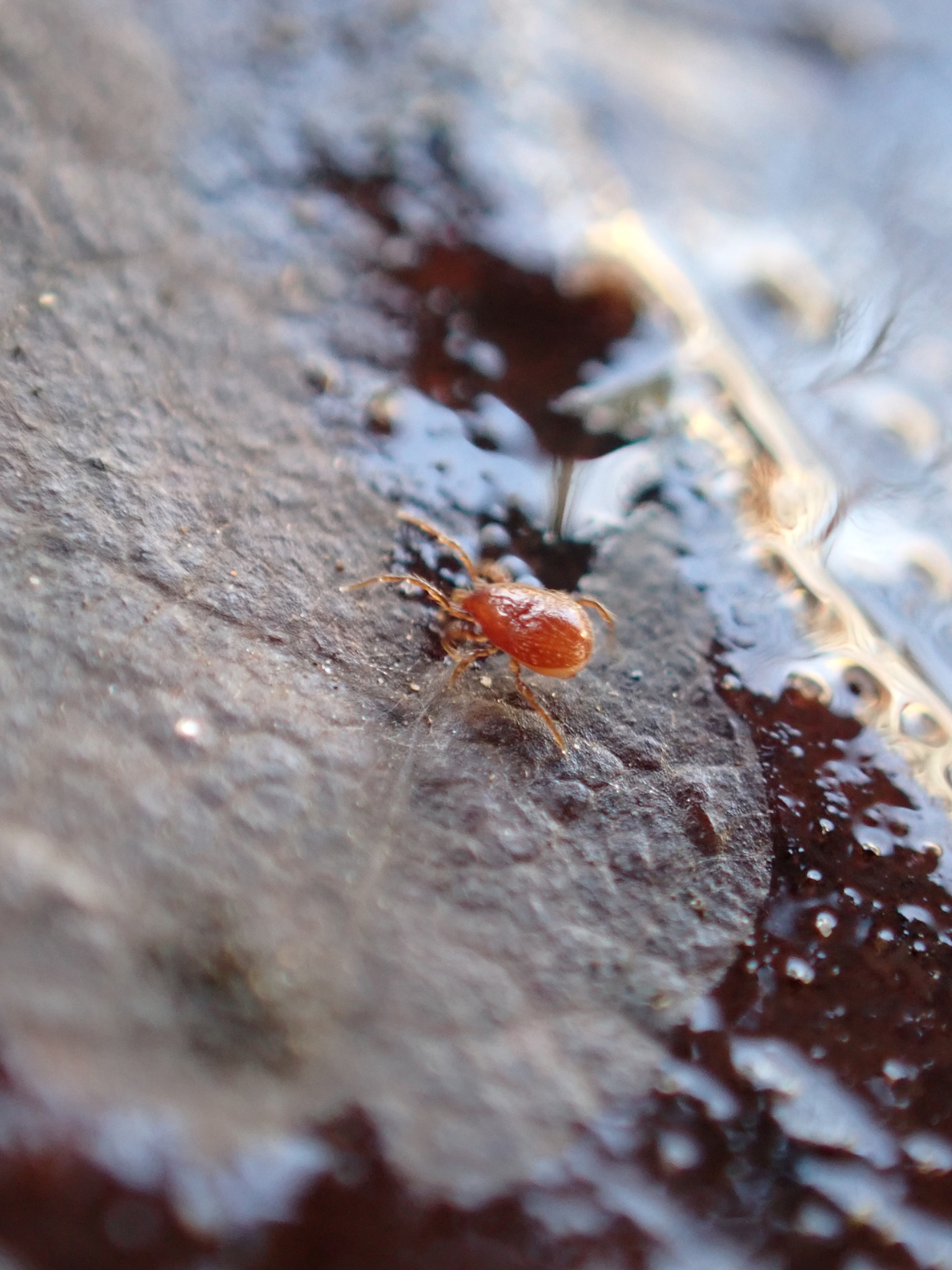 Parasitidae