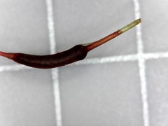 Atrichum altecristatum