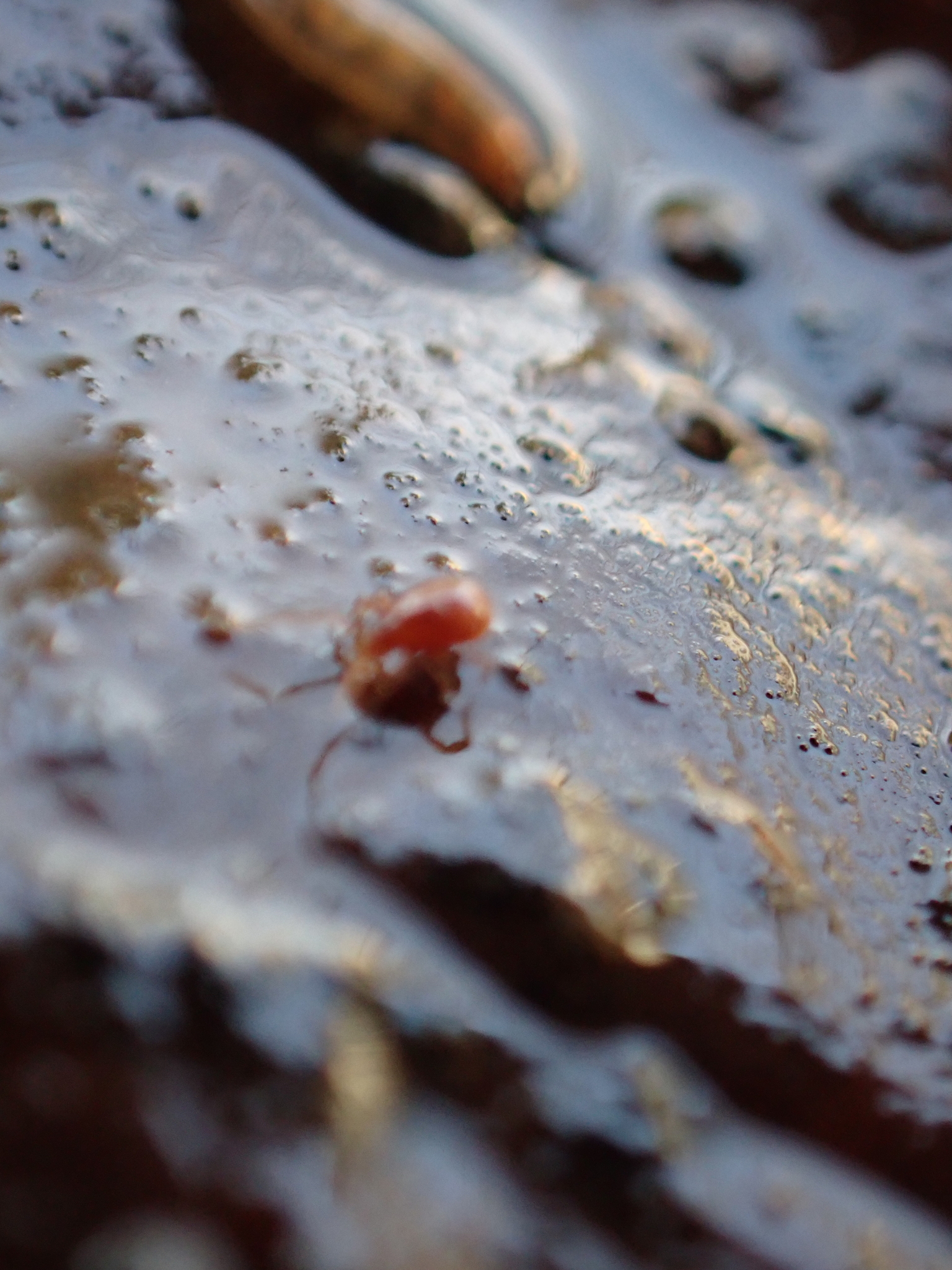 Parasitidae