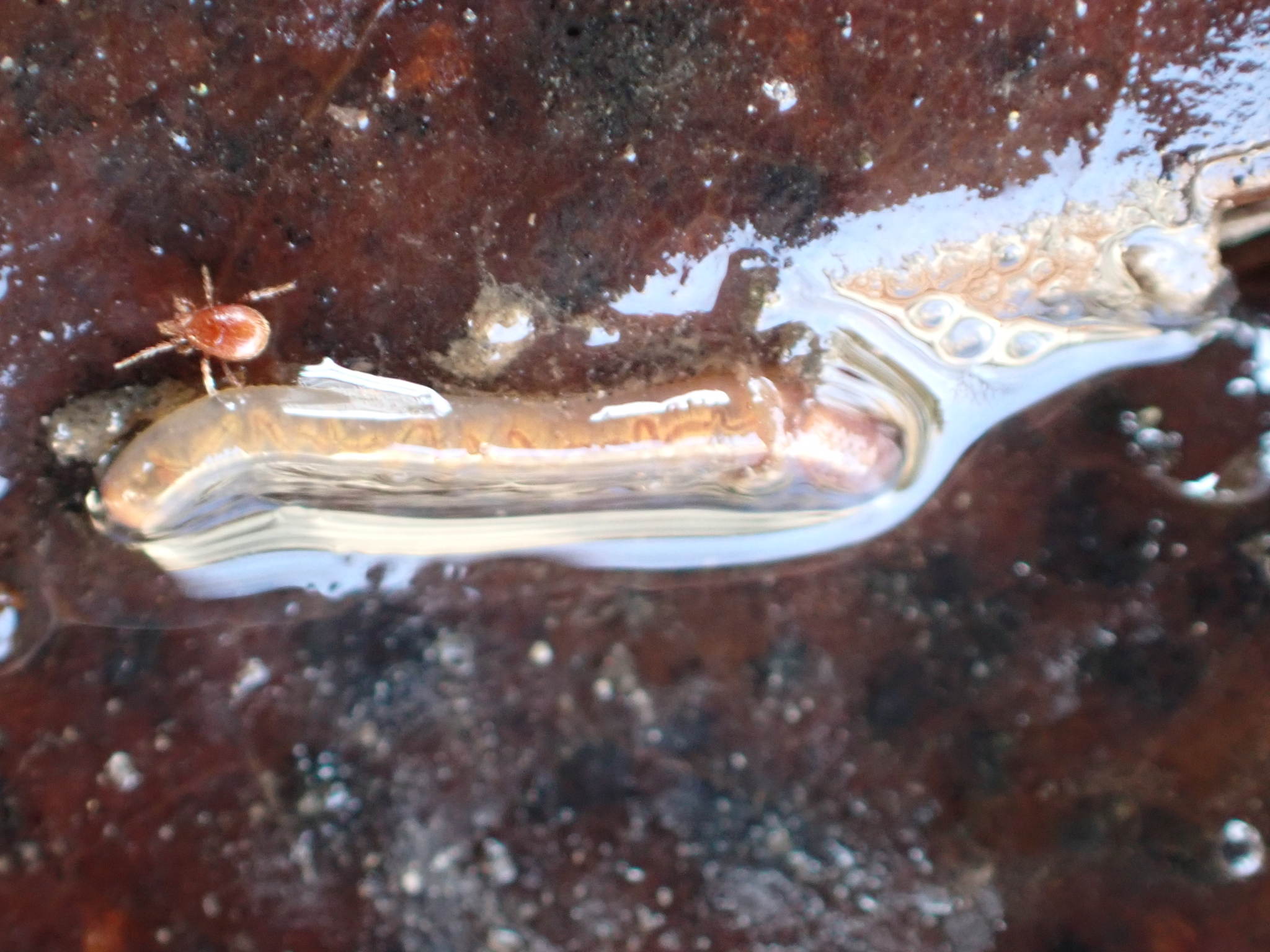 Parasitidae